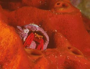 Hermit Crab, Grand Cayman, N90s 60mm by Sandy Demi 